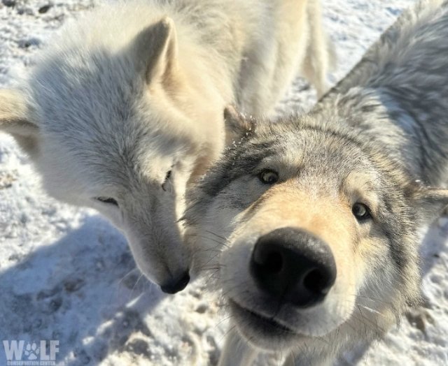 男子养犬三年，意外发现竟是野狼——人与自然的奇缘