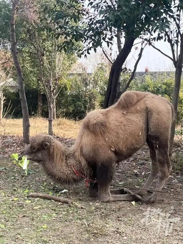 杭州高架桥下惊现骆驼，城市与自然的独特交汇点