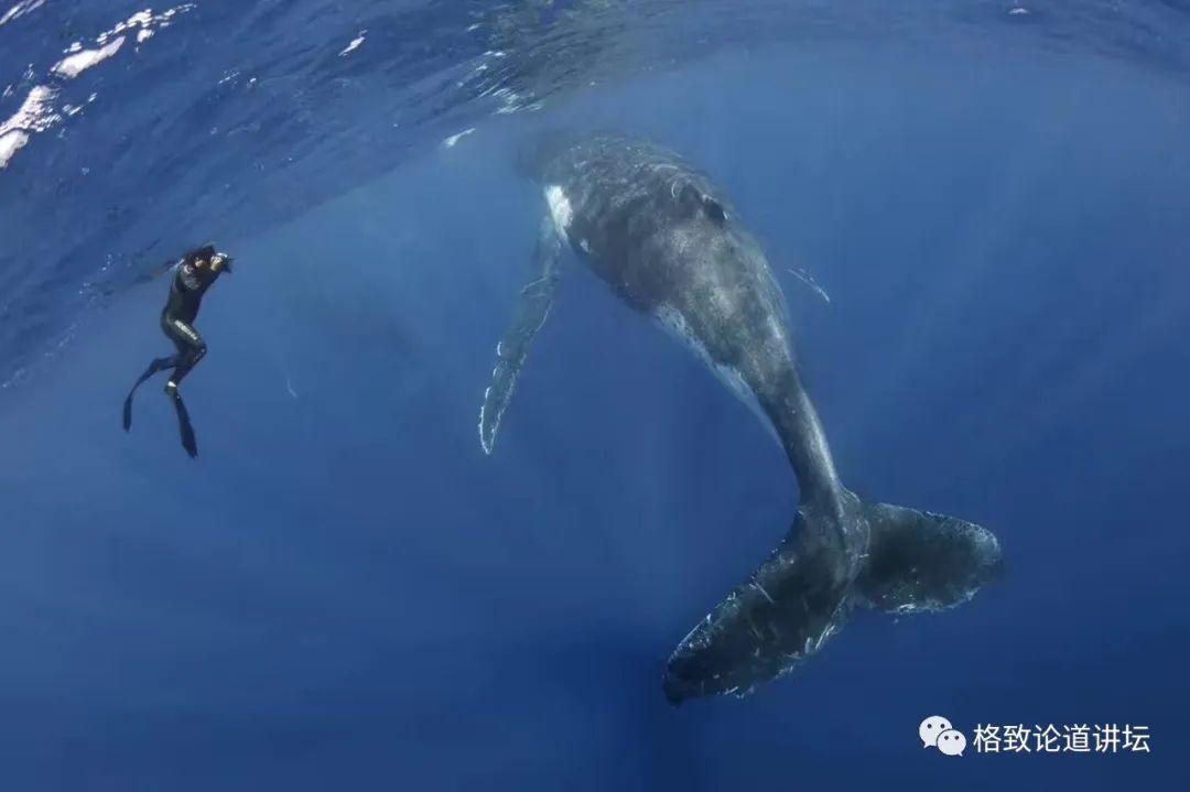 海南一景区海滩惊现死亡鲸鱼